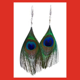 Peacock Feather Earrings with Sterling Silver Hook